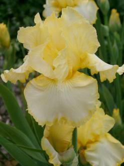 iris-germanica-grand-view46971450283649.jpg