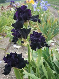 iris-germanica-hello-darkness23261423425248.jpg