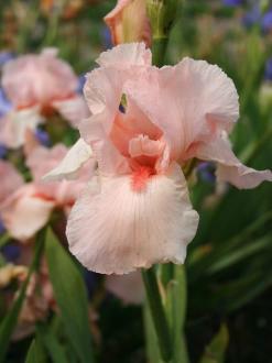 iris-germanica-one-disere92651435351895.jpg