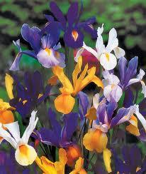 iris-hollandica-mix36081363138723.jpg