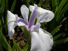 iris-laevigata-japonica-snowdrift43361438883308.png