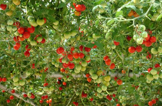 italian-tree-tomatoe-228671344112753.jpg