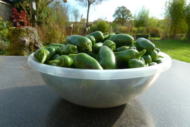 jalapenos97721415905382.JPG