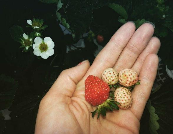 junihandjeaardbeienjuni54631466512948.jpg