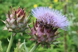 kardoenbloem35681389034874.jpg