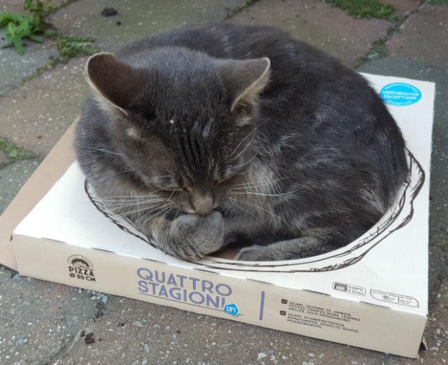 katpizza44061470505701.jpg