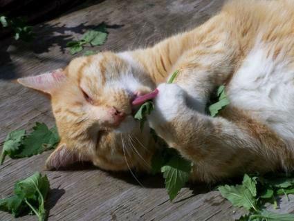 katt-en-kruid25351437299092.jpg