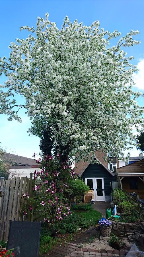 kersenboom-bloei82341494505415.jpg