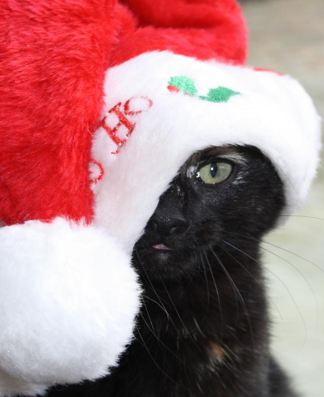kerstpoes!38111356363963.jpg