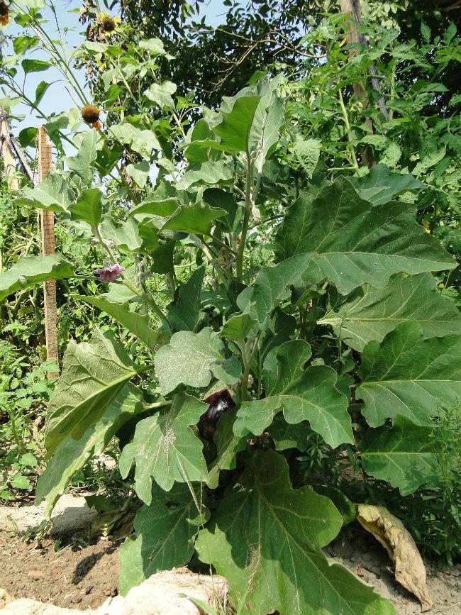 kips-en-tuin-07099601377323721.JPG