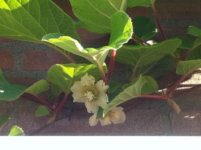 kiwi-bloem47621401477540.JPG