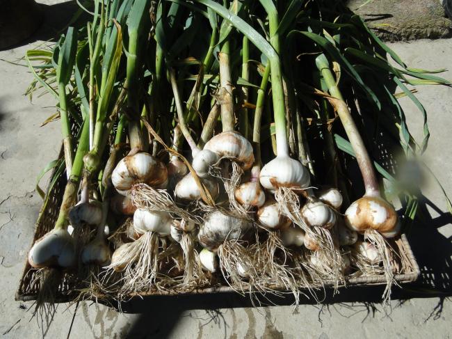 knoflook-00123601371665317.JPG
