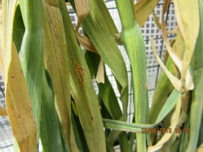 knoflook-00326391434634500.JPG