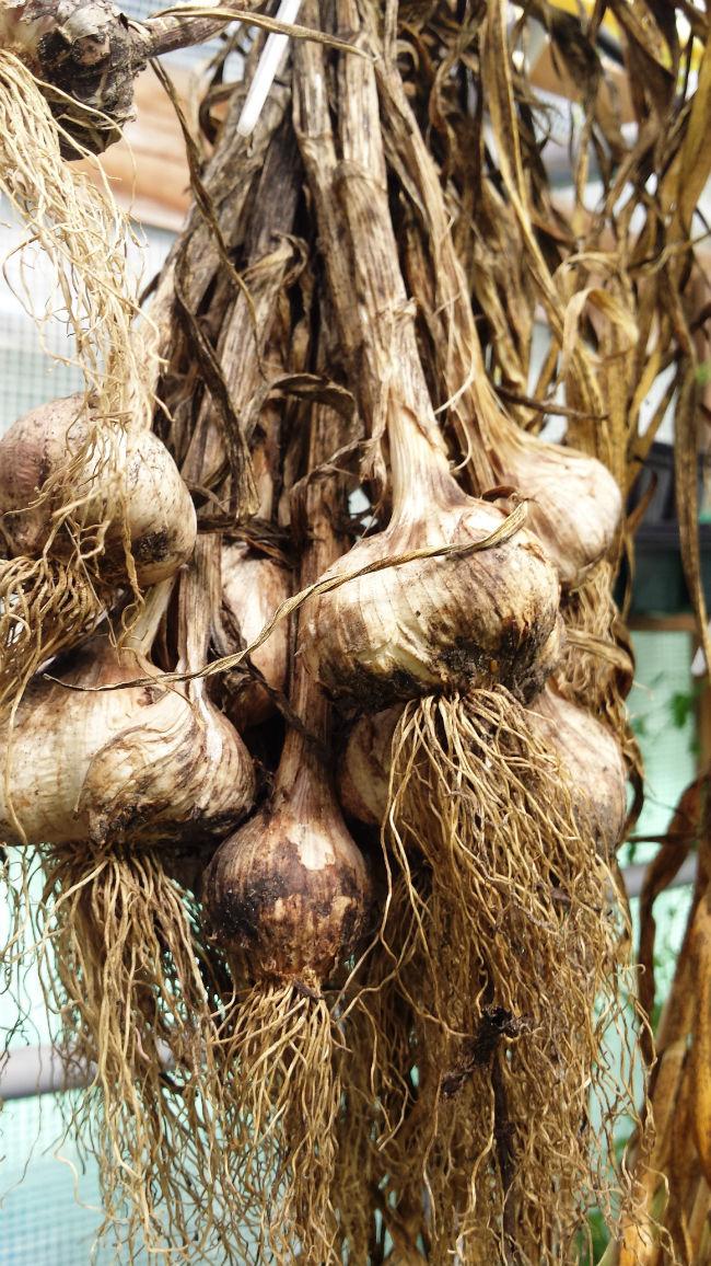knoflook-oogst-195901439041065.jpg