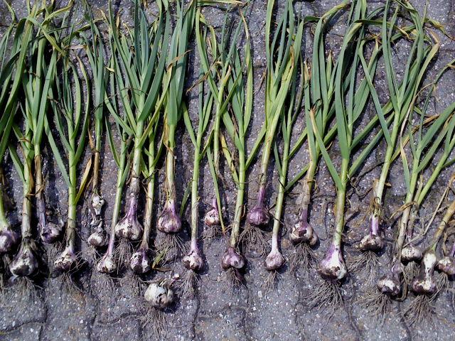 knoflook-oogst-2013-165751372959351.jpg