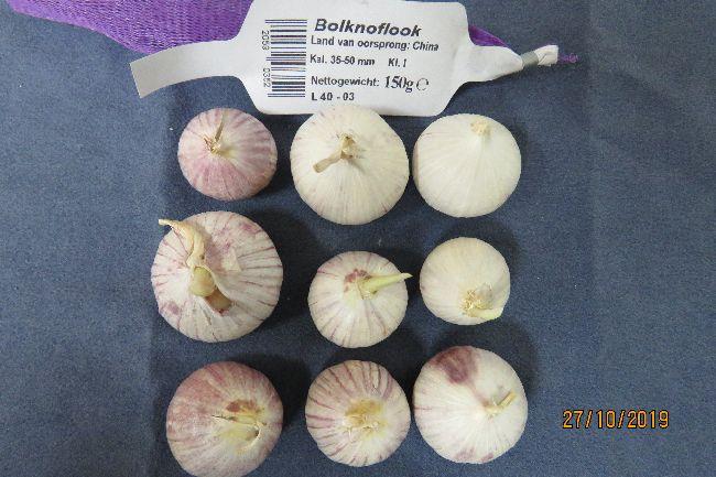 knoflook127691572200707.JPG