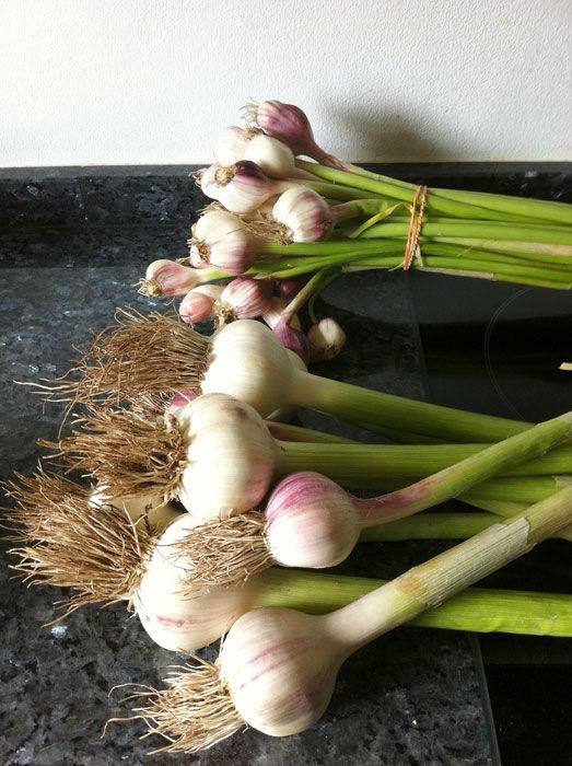 knoflook20671435596933.jpg