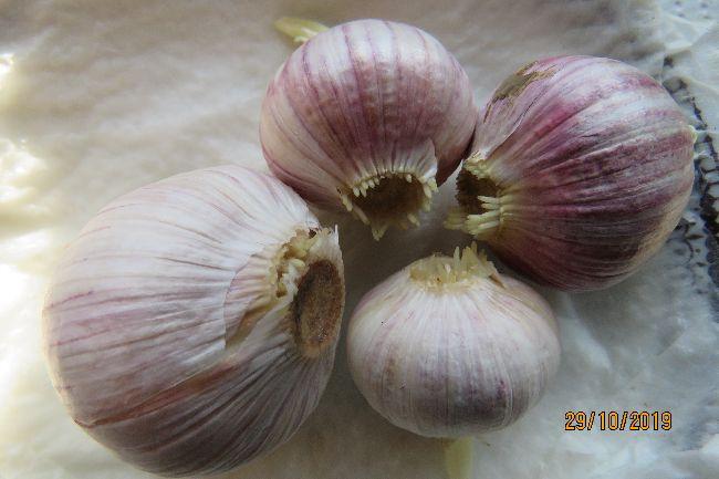 knoflook313541572363331.JPG