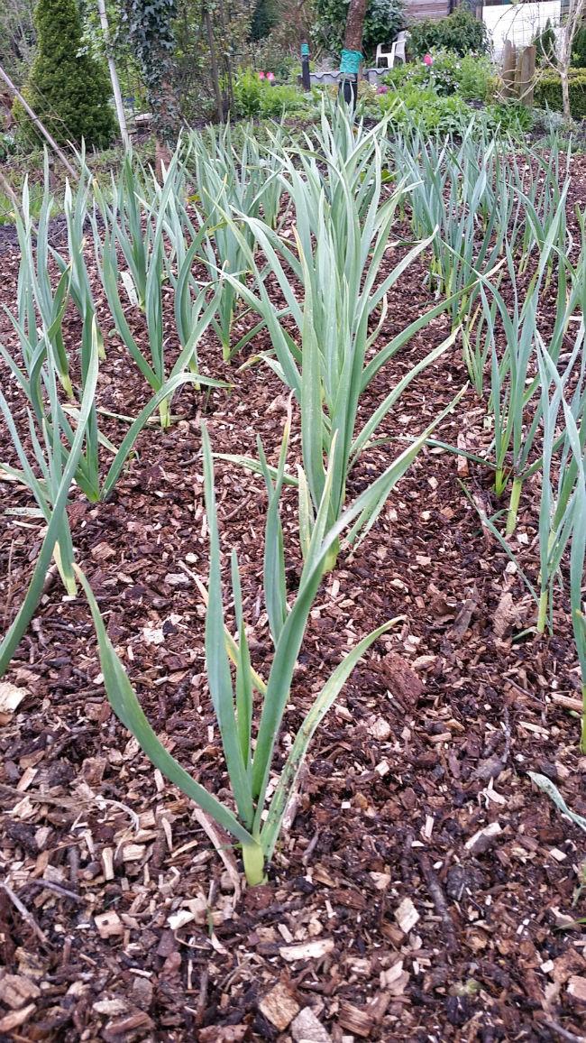 knoflook38491430068134.jpg