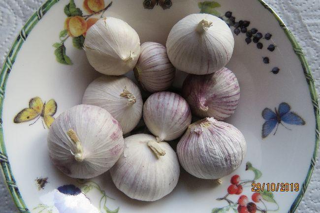 knoflook529951572363334.JPG