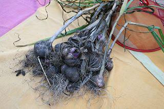 knoflook98621376389947.jpg