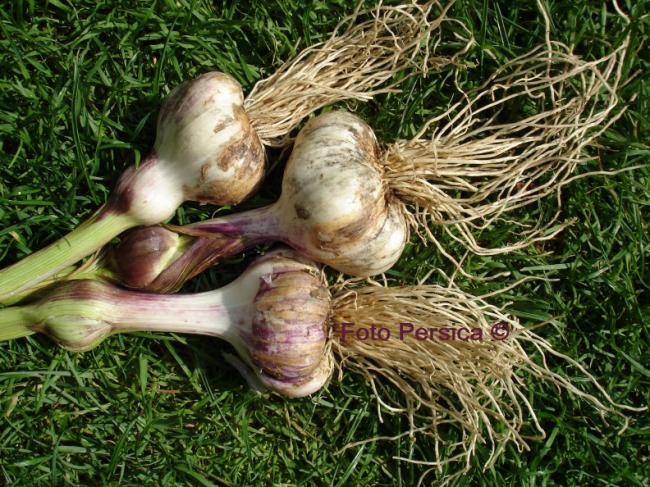 knoflookknobbel55211339359172.jpg