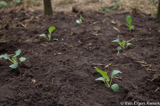kolen-uitgeplant55131430165541.jpg