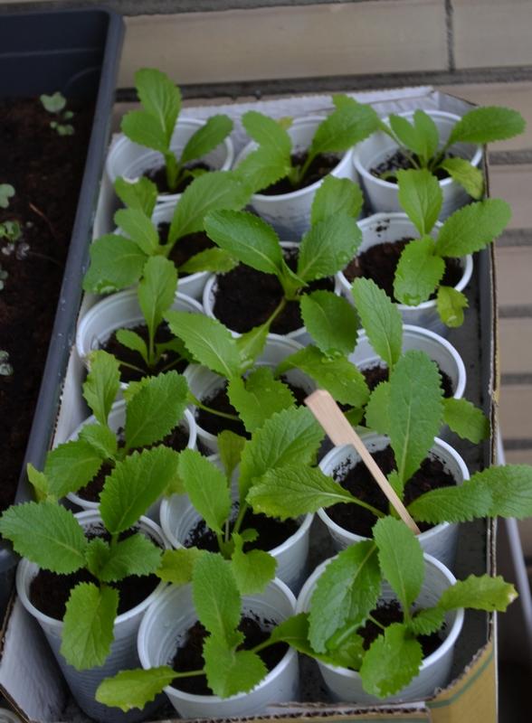 koolplantjes-overzicht13751368255891.jpg