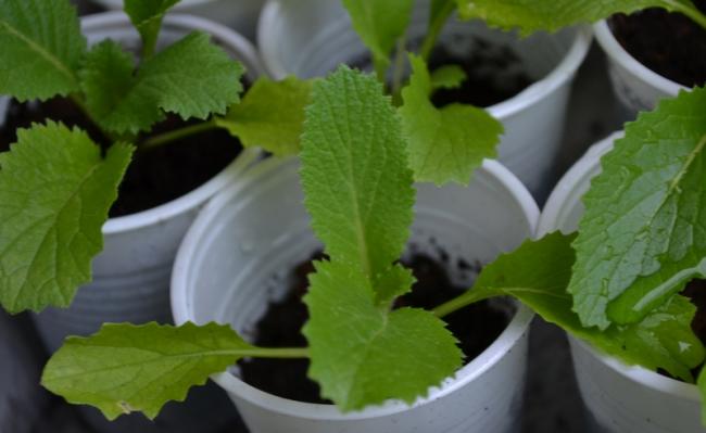 koolplantjes21371368255892.jpg