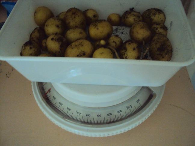 krieltjes-aardappel16051374064197.JPG