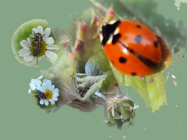 kringloop-luis-lieveheersbeestje21401339336293.jpg