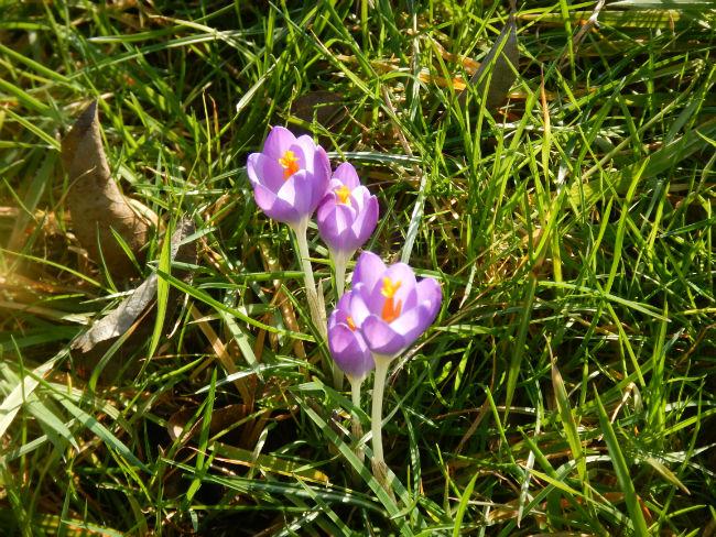 krokussen-weiland-782391488565345.JPG