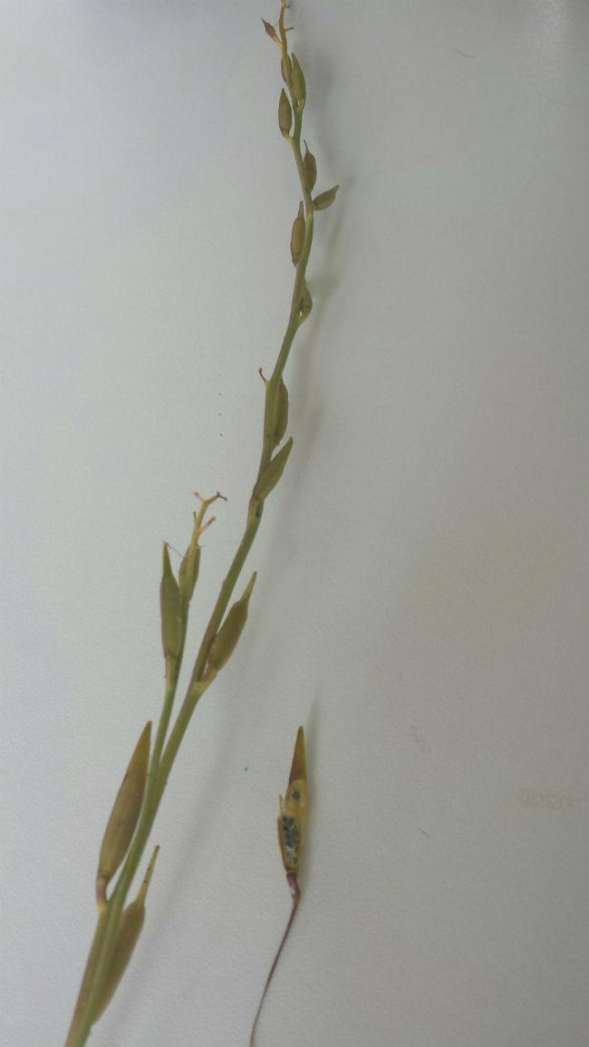 kruid33041437754560.jpg