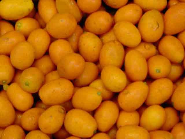 kumquat26411328038676.jpg