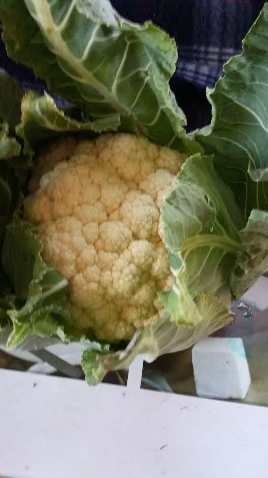 laatste-bloemkool67651452772297.jpg