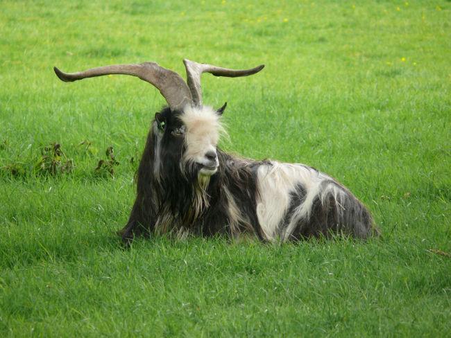 landgeit-dierenweide67931434828952.jpg