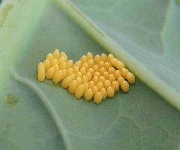 largewhiteeggs60061321346271757.jpg