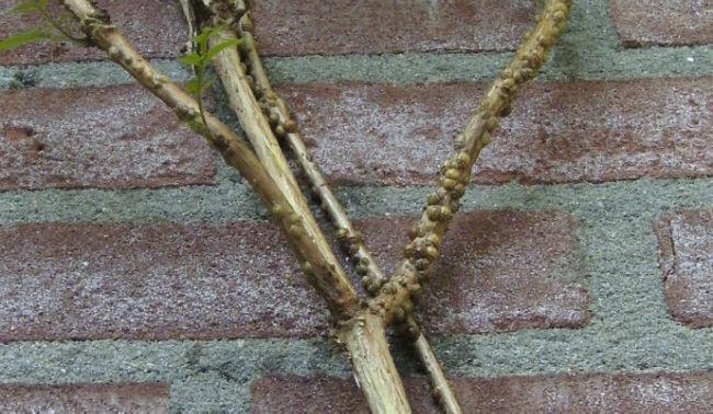 larven-clematis19501399282241.jpg