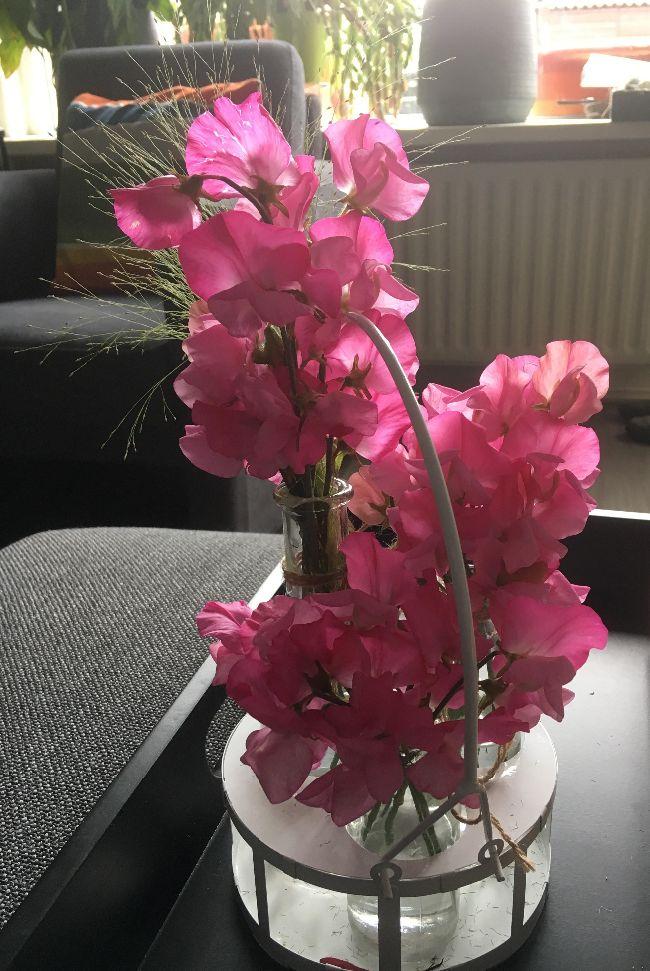 lathyrus32301558871307.jpg