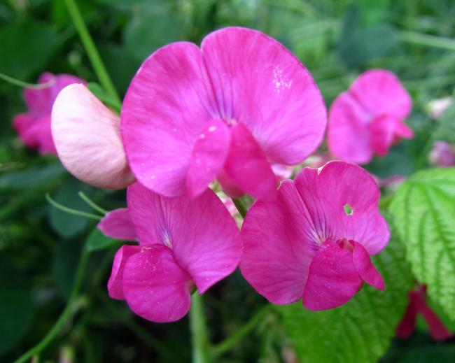 lathyrus56761373105745.jpg