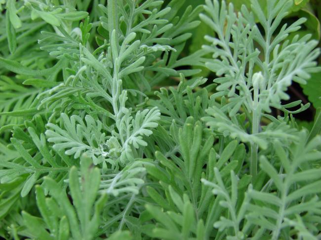 lavandula-multifida30861338390176.jpg