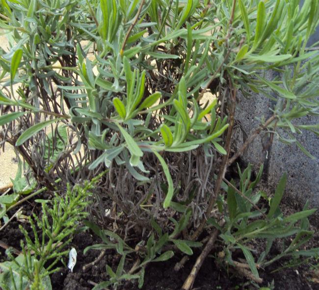 lavendel-onderstuk35021398440506.jpg