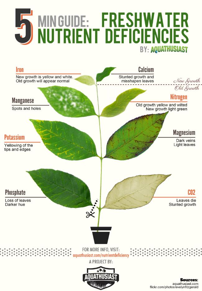 leaves89531491252987.png