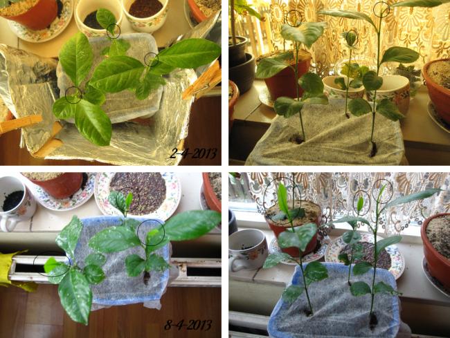 lemonplant-5dayslater-229311365446117.jpg