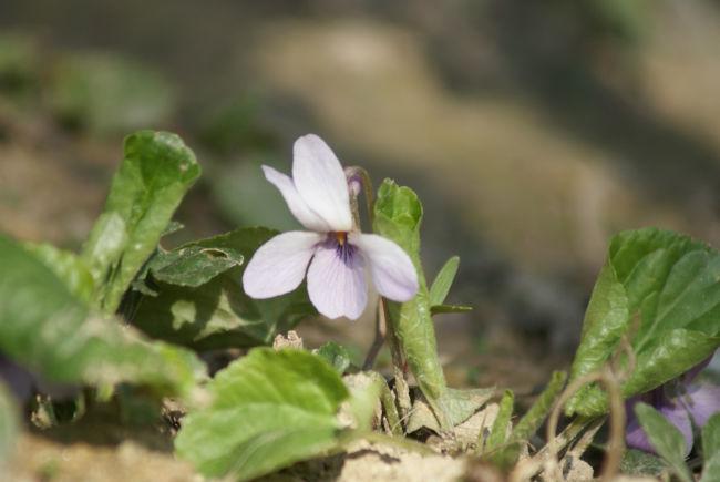 lente-04834221394751213.JPG