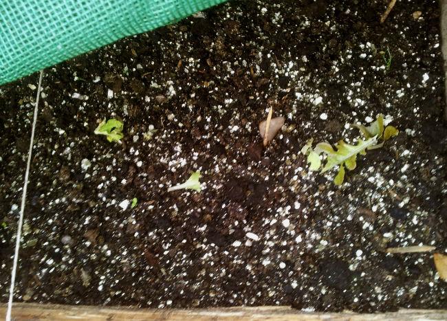 lettuce280988651429961169.jpg