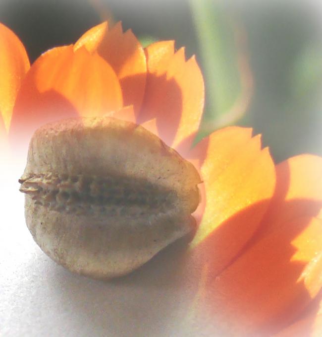 lintbloem-en-zaad65161338231892.jpg