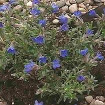 lithodoradiffusaheavenlyblue83001338509720.jpg