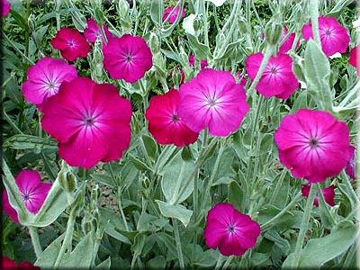 lychnis-coronaria15481334864001.jpg
