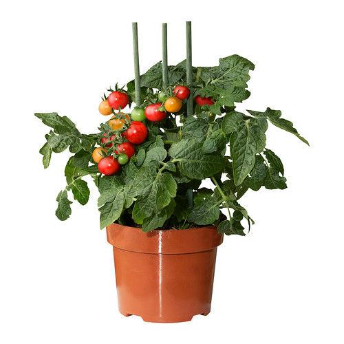lycopersicon-esculentum-tomato-plant0184494PE336144S451061431008870.JPG